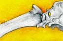 bone-study.jpg