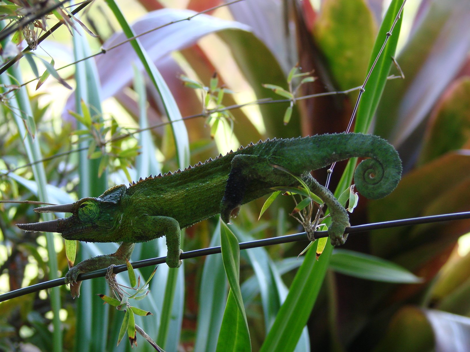 chameleon