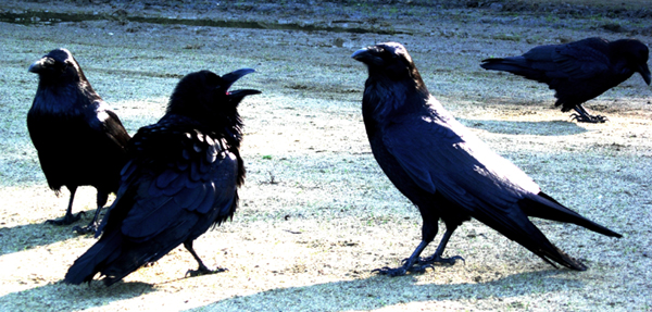 crowfuss-low-res.jpg