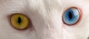 heterochromia.jpg