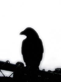 lone-crow-small.jpg