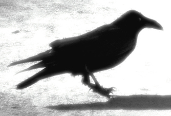 shadowcrow-small.jpg
